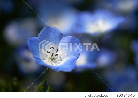 柔和顏色的 Nemophila 柔和顏色的 Nemophila 89084549