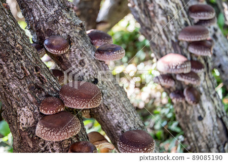 香菇栽培2 89085190