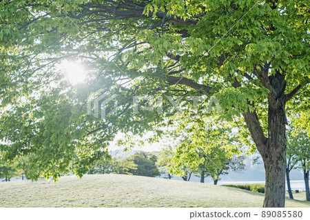 Morning park walk through the trees 89085580