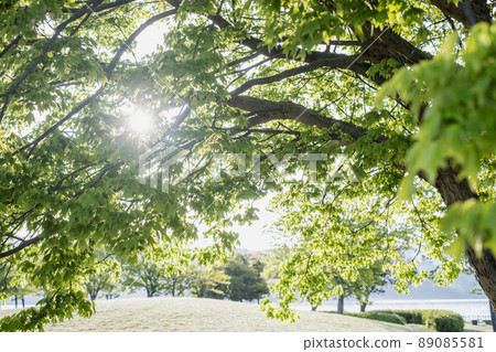 Morning park walk through the trees 89085581