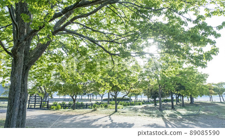 早上公園穿過樹林 早上公園穿過樹林 89085590