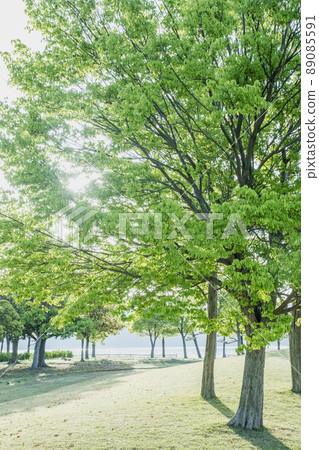 早上公園穿過樹林 89085591