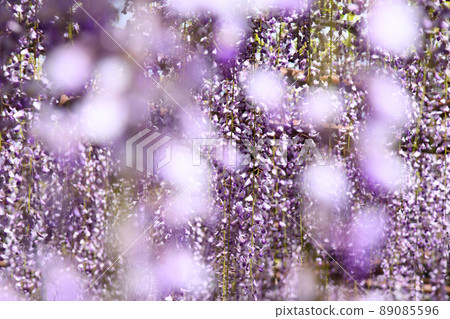 Wisteria flowers Wisteria flowers 89085596