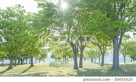 Morning park walk through the trees 89085620