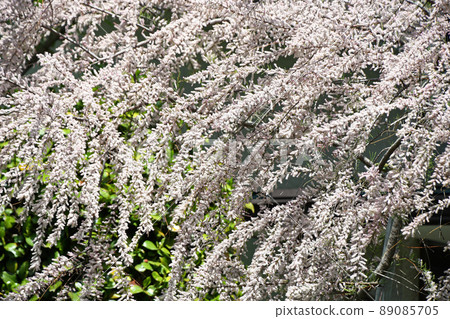 Tamarisk (Miyanagi) Tamarisk (Miyanagi) 89085705