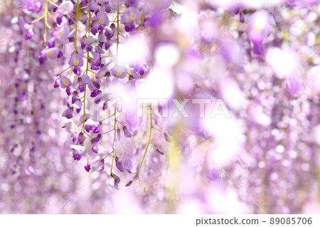 Wisteria flowers Wisteria flowers 89085706