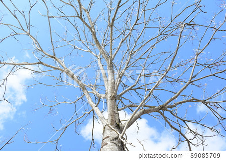 Shinko Shinko 89085709