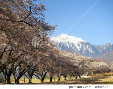 Yamanashi Prefecture Kaikoma-dake and turnip cherry blossom trees in April 89085760