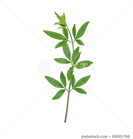 日本茉莉花明黃綠枝無線畫 89085766