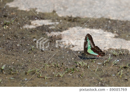 藍鳳蝶的吸水行為 89085769