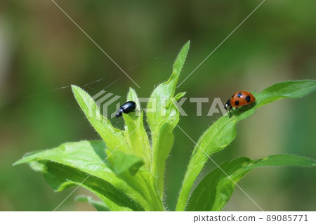 瓢蟲和 Chrysolina auriculata 瓢蟲和 Chrysolina auriculata 89085771
