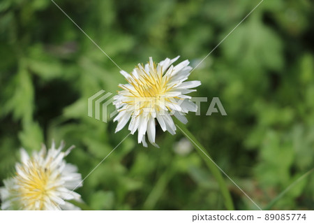 白色香蕉蒲公英 白色香蕉蒲公英 89085774