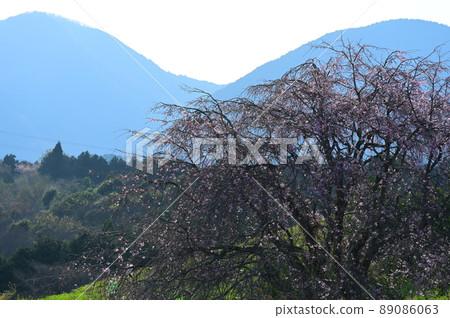 垂枝櫻花和山影《南足柄市》 89086063