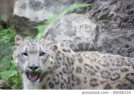 Snow leopard Snow leopard 89086234