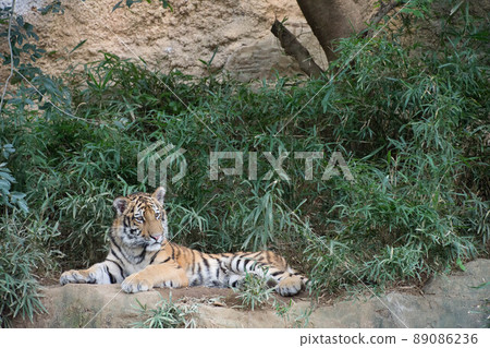 小虎 小虎 89086236