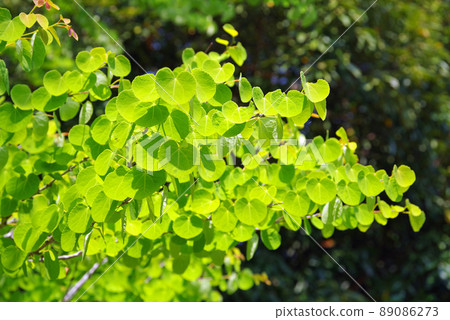 Fresh green of shining wig 89086273