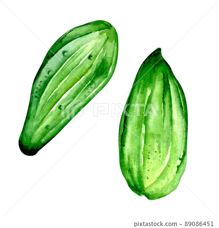 Green cucumber plant watercolor illustration on white 89086451