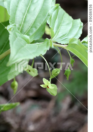 胭脂花 胭脂花 89086936
