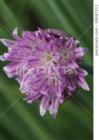 韭菜花 89087311