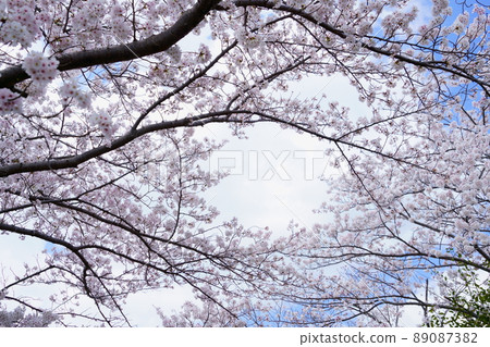 Refreshing blue sky and Sakura no Uta frame 89087382