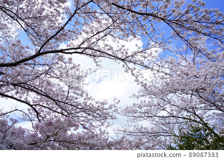 Refreshing blue sky and Sakura no Uta frame 89087383