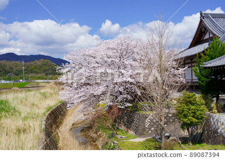 A large cherry tree at Kamo Yakushiji Temple in Kizugawa City 89087394