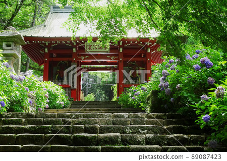 Hydrangea and Niomon [Daiyuzan Saijoji] / Minamiashigara City, Kanagawa Prefecture 89087423