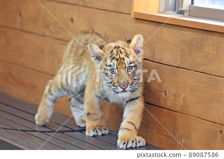 Tiger's baby 89087586