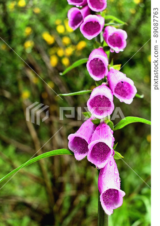 Digitalis at the foot of Mt. Nakakura (Nikko City, Tochigi Prefecture) 89087763