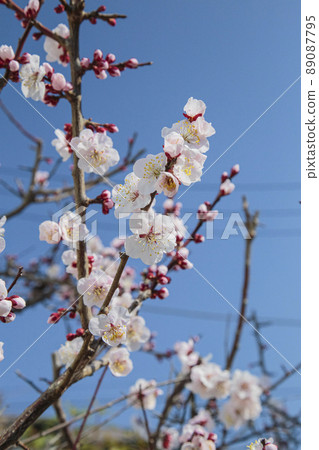 梅花三月東京 梅花三月東京 89087795