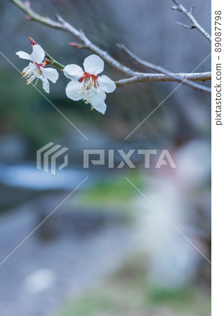 Plum blossoms in Suwa Umebayashi, Hitachi City, Ibaraki Prefecture Plum blossoms in Suwa Umebayashi, Hitachi City, Ibaraki Prefecture 89087798