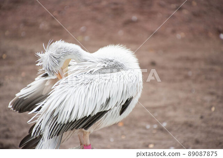 Pelican Pelican 89087875