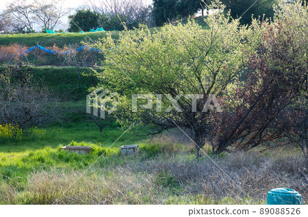 新鮮的綠樹《南足柄市》 新鮮的綠樹《南足柄市》 89088526