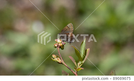 Ahlbergia ferrea perching on blueberry sprouts Ahlbergia ferrea perching on blueberry sprouts 89089075