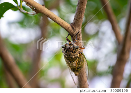 Cicada's head seen from above 89089196