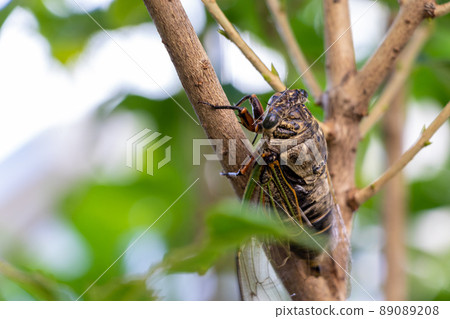 Close up on a big cicada Close up on a big cicada 89089208