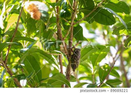 Bear Zemi resting in the shade of a tree Bear Zemi resting in the shade of a tree 89089221