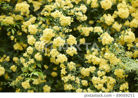 Mochikubara盛開 89089251