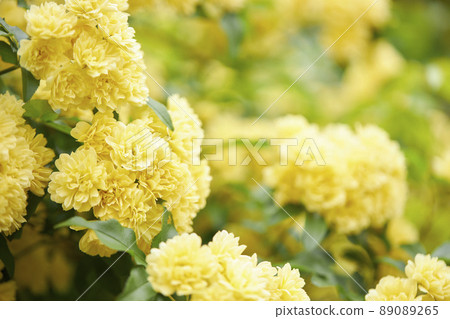 Mochikubara in full bloom 89089265