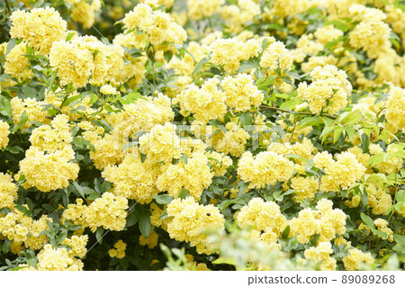 Mochikubara in full bloom 89089268