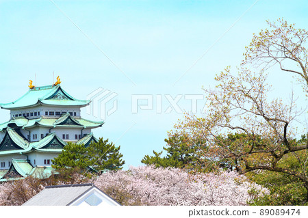Cherry blossoms in full bloom and scenery of Nagoya Castle Cherry blossoms in full bloom and scenery of Nagoya Castle 89089474