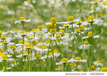 Chamomile in full bloom Early summer flower material 89089604