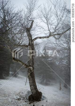 Mt. Shibutsu Oze, a forest of silence in the fog Mt. Shibutsu Oze, a forest of silence in the fog 89089738