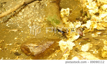 卡瓦尼娜和彈塗魚 卡瓦尼娜和彈塗魚 89090112
