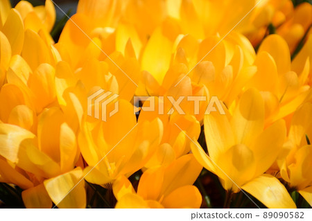 Crocus 89090582