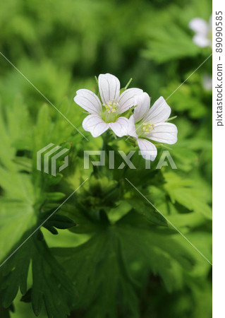 美國Furo 美國Furo 89090585