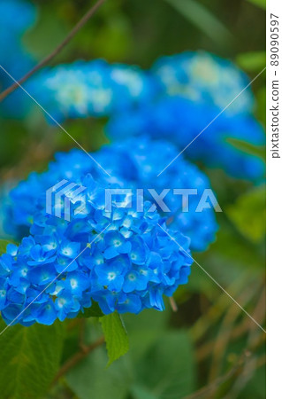 繡球瑪雅觀察自然公園 繡球瑪雅觀察自然公園 89090597