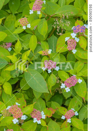 繡球瑪雅觀察自然公園 繡球瑪雅觀察自然公園 89090598
