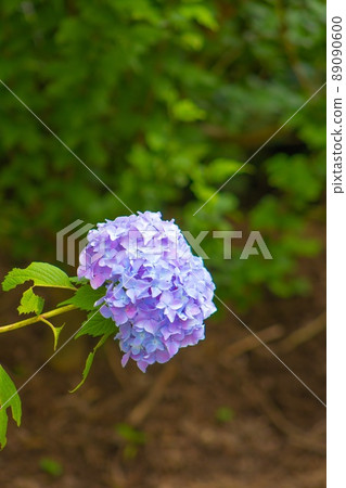 繡球瑪雅觀察自然公園 繡球瑪雅觀察自然公園 89090600