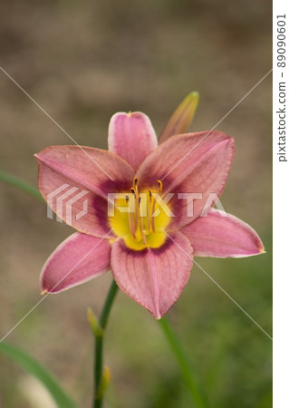 花瑪雅觀察自然公園 花瑪雅觀察自然公園 89090601